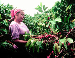 Foto einer Kaffeepflückerin © GEPA The Fair Trade Company